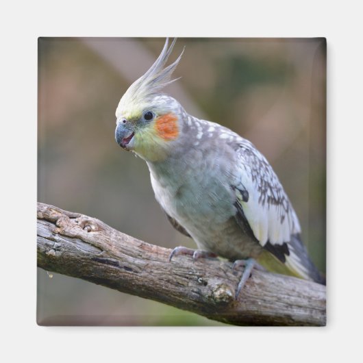 Cockatiel Budgerigar auf der Postkarte T- Magnet (Vorne)