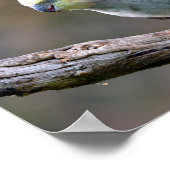 Cockatiel Budgerigar auf der Postkarte T- Poster (Ecke)