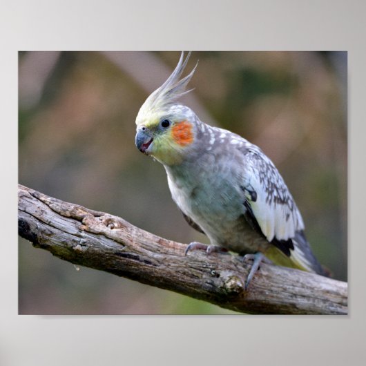 Cockatiel Budgerigar auf der Postkarte T- Poster (Vorne)