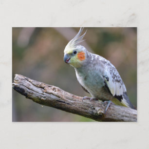 Cockatiel Budgerigar auf Zweig Postkarte