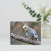 Cockatiel Budgerigar auf Zweig Postkarte (Stehend Vorderseite)