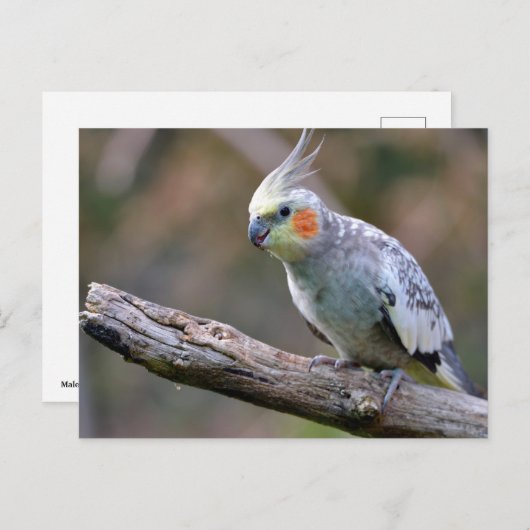 Cockatiel Budgerigar auf Zweig Postkarte (Vorne/Hinten)