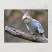 Cockatiel Budgerigar auf Zweig Postkarte (Vorderseite)