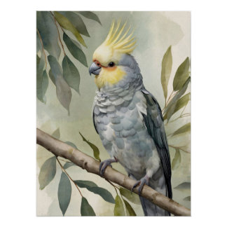 Cockatiel Eukalyptus Tree Poster