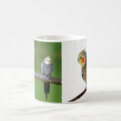 Cockatiel , Nymphicus hcus Kaffeetasse (Mittel)