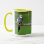 Cockatiel , Nymphicus hcus Tasse (Links)