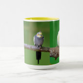 Cockatiel , Nymphicus hcus Tasse (Zentrum)