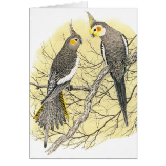 Cockatiel-Paare - Nymphicus hollandicus