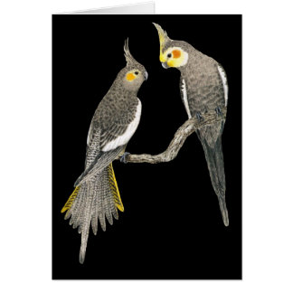 Cockatiel-Paare - Nymphicus hollandicus auf