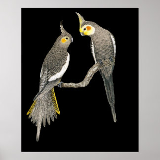 Cockatiel Pair - Nymphicus hollandicus auf schwarz Poster