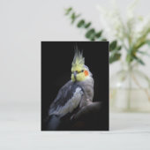 Cockatiel Postcard Postkarte (Stehend Vorderseite)