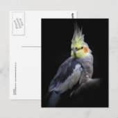 Cockatiel Postcard Postkarte (Vorne/Hinten)