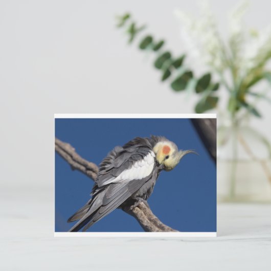Cockatiel Postkarte (Stehend Vorderseite)