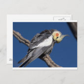 Cockatiel Postkarte (Vorne/Hinten)