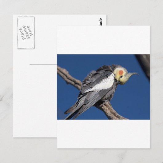 Cockatiel Postkarte (Vorne/Hinten)