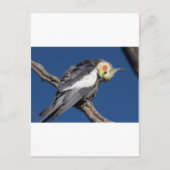 Cockatiel Postkarte (Vorderseite)
