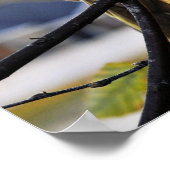 Cockatiel-Profilbild Poster (Ecke)