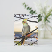 Cockatiel-Profilbild Postkarte (Stehend Vorderseite)