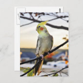 Cockatiel-Profilbild Postkarte (Vorne/Hinten)