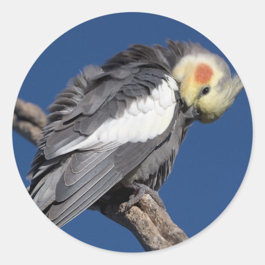 Cockatiel Runder Aufkleber (Vorderseite)