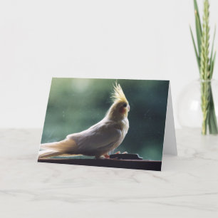 "Cockatiel-" Vogel-Fotografie-Gruß-Karte Karte