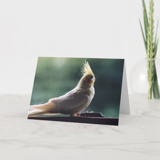 "Cockatiel-" Vogel-Fotografie-Gruß-Karte Karte (Vorderseite)