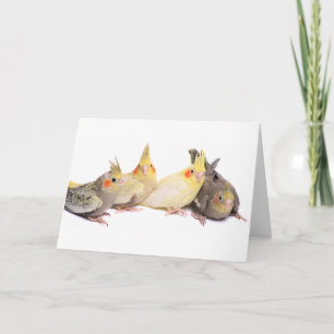 Cockatiels Karte