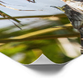 Cockatiels-Paar Poster (Ecke)