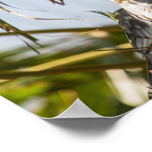 Cockatiels-Paar Poster (Ecke)