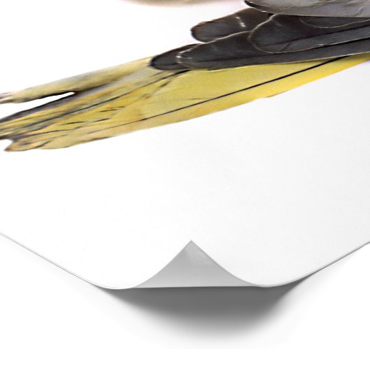 Cockatiels Poster (Ecke)