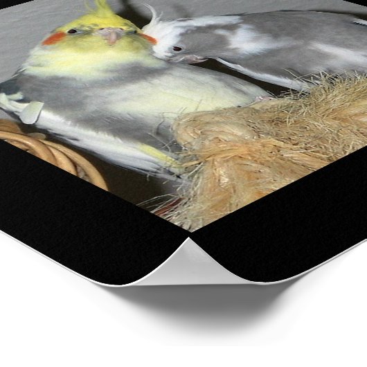 Cockatiels Poster (Ecke)