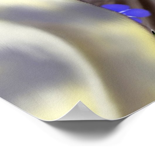 Cockatiels Poster (Ecke)