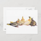 Cockatiels Postkarte (Vorne/Hinten)
