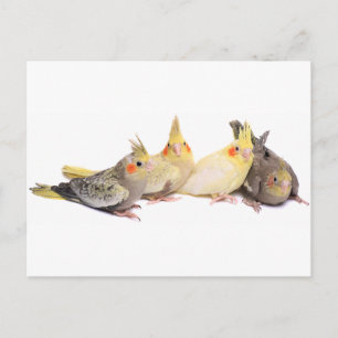 Cockatiels Postkarte