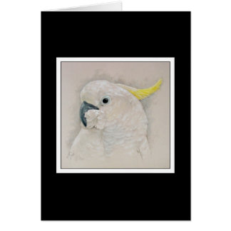 Cockatoo