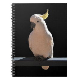Cockatoo bei Sundial Apartments Spiral Notebook Notizblock