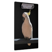Cockatoo bei Sundial Apartments Zwischenablage Klemmbrett (Rechts)
