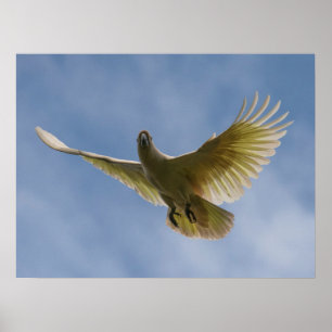 Cockatoo Bird Parrot Animal Fly Sky Poster