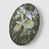 Cockatoo Bird Parrot Fly Wings Avian Australia Große Wanduhr (Winkel)