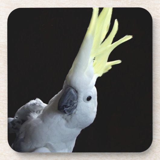 Cockatoo Getränkeuntersetzer (Vorderseite)