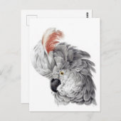 Cockatoo Head - Aert Schouman Postkarte (Vorne/Hinten)