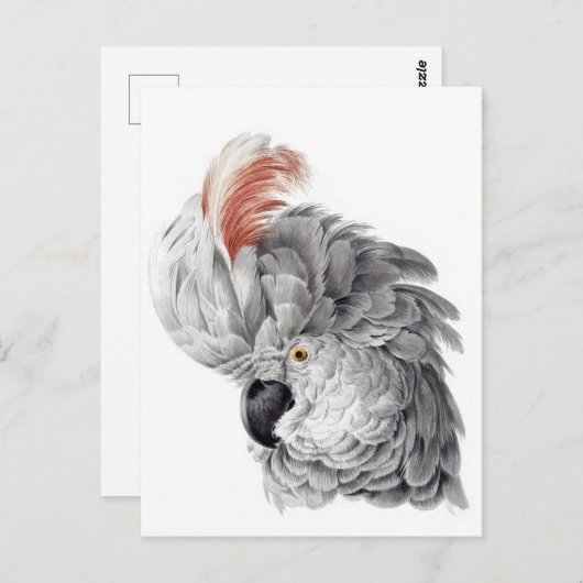 Cockatoo Head - Aert Schouman Postkarte (Vorne/Hinten)