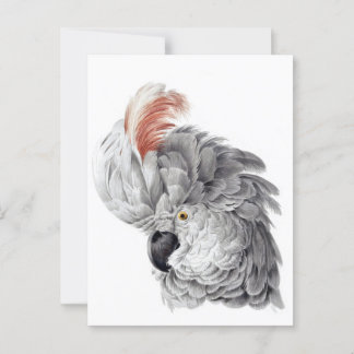 Cockatoo Head - Aert Schouman Postkarte
