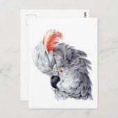 Cockatoo Head (grau) Gemälde von Aert Schouma Postkarte (Vorne/Hinten)