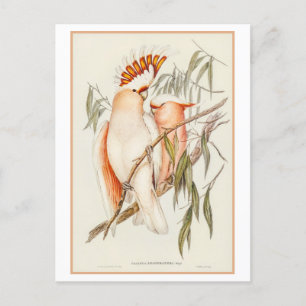 Cockatoo-Illustration des Leadbeaters von Gould Postkarte