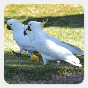 COCKATOO IST IN LÄNDLICHER QUEENSLAND AUSTRALIEN QUADRATISCHER AUFKLEBER