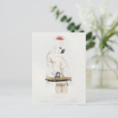 Cockatoo Lachs-mit Haube Postkarte (Stehend Vorderseite)