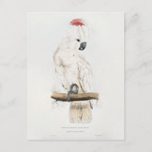 Cockatoo Lachs-mit Haube Postkarte