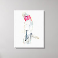 Cockatoo