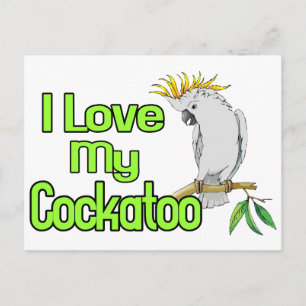 Cockatoo-Liebe Postkarte